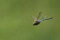 A blue dragonfly in flight Royalty Free Stock Photo