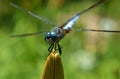 Dragonfly resting on a lily bud against blurred green and orange natural background