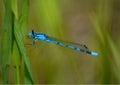 Blue Dragonfly on Grass Royalty Free Stock Photo