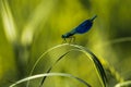 Blue dragonfly on a grass Royalty Free Stock Photo