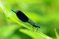 Blue dragonfly on grass leaf on green background Royalty Free Stock Photo