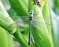 Blue dragonfly Royalty Free Stock Photo