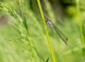 Blue dragonfly on a green blade of grass in a meadow. Insects in nature close up Royalty Free Stock Photo