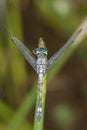 Blue dragonfly with green eyes on a leaf Royalty Free Stock Photo