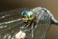 Blue dragonfly with green eyes macro portrait on a stick Royalty Free Stock Photo