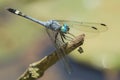 Blue dragonfly with green eyes on a stick Royalty Free Stock Photo