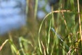 Blue dragonfly on green grass on a summer day Royalty Free Stock Photo