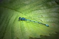 Blue dragonfly Royalty Free Stock Photo