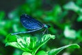 Blue dragonfly on a green plant in summer Royalty Free Stock Photo