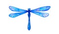 Blue dragonfly. Hand drawn watercolor illustration. Isolated on white background. Royalty Free Stock Photo