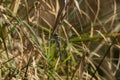 Blue dragonfly hangs on blade of grass Royalty Free Stock Photo