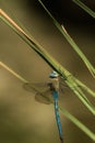 Blue dragonfly hangs on blade of grass Royalty Free Stock Photo