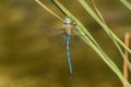 Blue dragonfly hangs on blade of grass Royalty Free Stock Photo