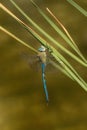 Blue dragonfly hangs on blade of grass Royalty Free Stock Photo