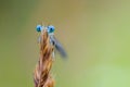 Blue dragonfly with huge eyes peeks out from behind the ear of grass Royalty Free Stock Photo