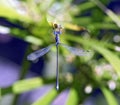 Blue dragonfly inn in the green leaf