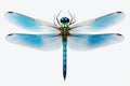 Blue dragonfly isolated on white background. Blue damselfly. A close up of a dragonfly