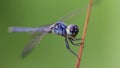 macro photography of a gracious blue dragonfly on its perch, wide wings and large faceted eyes. fragile and elegant Odonata Royalty Free Stock Photo