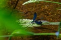 Blue dragonfly landed on grass in the river Royalty Free Stock Photo