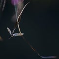 Blue Dragonfly Landing Dark Background