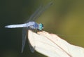 Blue Dragonfly on leaf