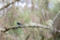 Blue dragonfly libellula incesta on oak branch