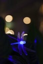 Blue dragonfly light with bokeh background
