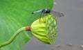 Blue dragonfly on Lotus flower stamp Royalty Free Stock Photo