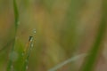 Blue dragonfly Perch