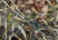 Blue dragonfly