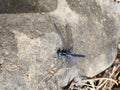 a blue dragonfly perched on a rock Royalty Free Stock Photo