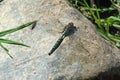 Dragonfly on a rock Royalty Free Stock Photo