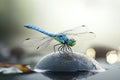A blue dragonfly perched on a rock, surrounded by natural beauty Royalty Free Stock Photo