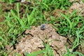 Blue dragonfly perching on the ground in the field blown by the wind with blurred green background of the grass Royalty Free Stock Photo