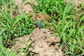 Blue dragonfly perching on the ground in the field blown by the wind with blurred green background of the grass Royalty Free Stock Photo