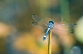 Blue dragonfly picture from behind with spread wings closeup resting on a small stick