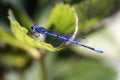 Blue dragonfly on plant Royalty Free Stock Photo