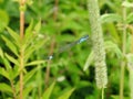 Blue dragonfly on plant , Lithuania Royalty Free Stock Photo