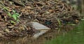 Blue Dragonfly playing ower the water