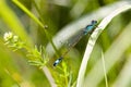 Blue dragonfly on pond