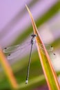 Blue dragonfly popping out its eyes Royalty Free Stock Photo