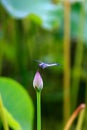 A blue dragonfly on the bud. Royalty Free Stock Photo