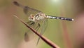 blue dragonfly with wings wide open on a branch, macrophotography of this gracious and fragile predator about to fly away Royalty Free Stock Photo