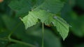 Blue dragonfly resting on the green leaves of the forest Royalty Free Stock Photo