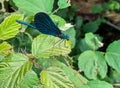 blue dragonfly resting on a leaf