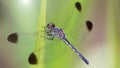 blue dragonfly on a blade of grass, macro photo of this elegant and fragile predator with wide wings and giant eyes, nature scene Royalty Free Stock Photo