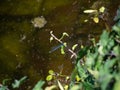 Blue dragonfly resting on small twig Royalty Free Stock Photo