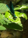 Blue dragonfly Shiny Beauty sitting branch with bright green leaves. Dragonfly wings are iridescent, patterned, corrugated. As a Royalty Free Stock Photo