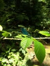 Blue dragonfly Shiny Beauty sitting branch with bright green leaves. Dragonfly wings are iridescent, patterned, corrugated. As a