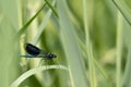 Blue dragonfly sits on a blade of grass in front of blurred background Royalty Free Stock Photo